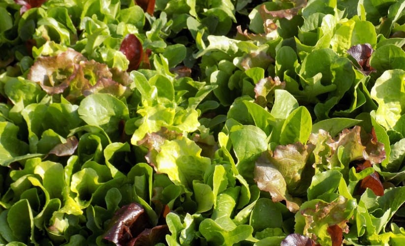 mesclun, lettuce, mix, food, eating, healthy, leaves, leaf, vegetable, organic, fresh, nutrition, diet, green diet, mesclun, mesclun, mesclun, mesclun, mesclun